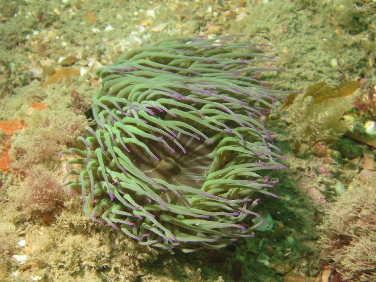Snakelocks anemone with purple tips, Lulworth
