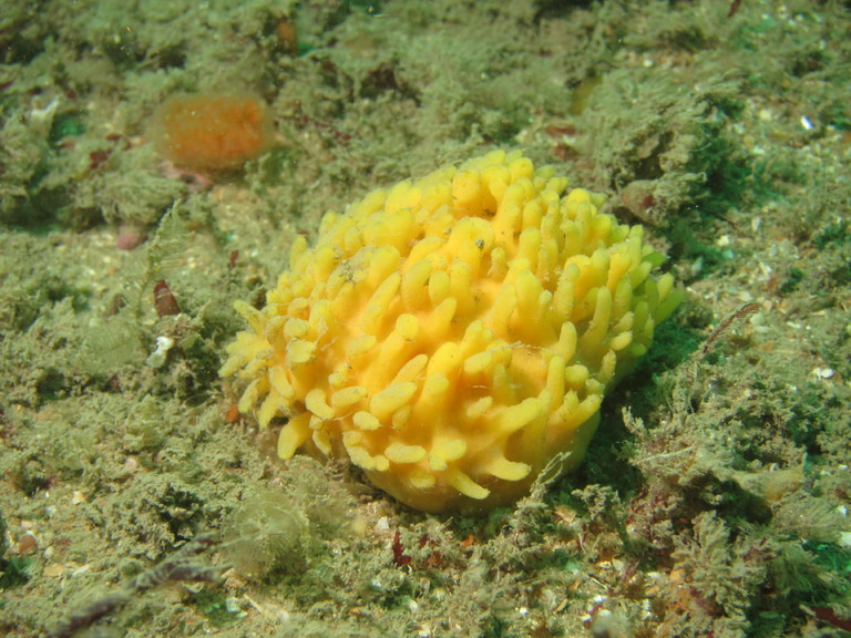 Sponge - axinella dissimilis, Lulworth
