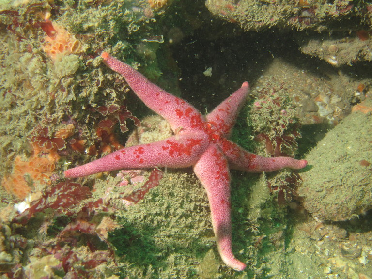 Bloody henry starfish, Lulworth
