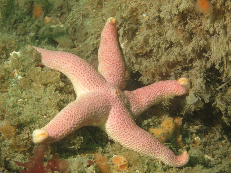 Bloody henry starfish with turn up tips, Lulworth

