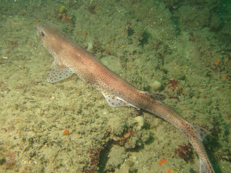 Lesser spotted dogfish resting on the seabed, Lulworth
