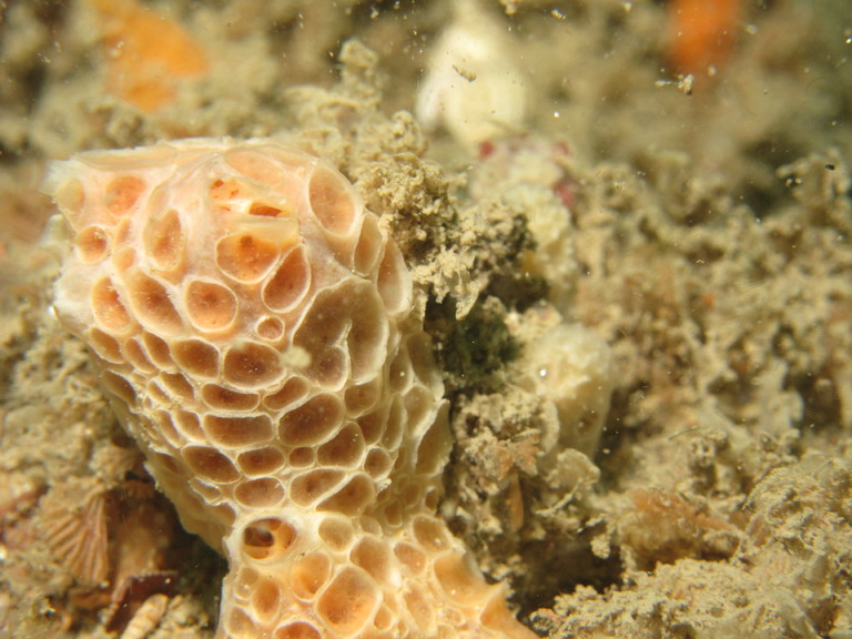 Unidentified marine animal, Lulworth
