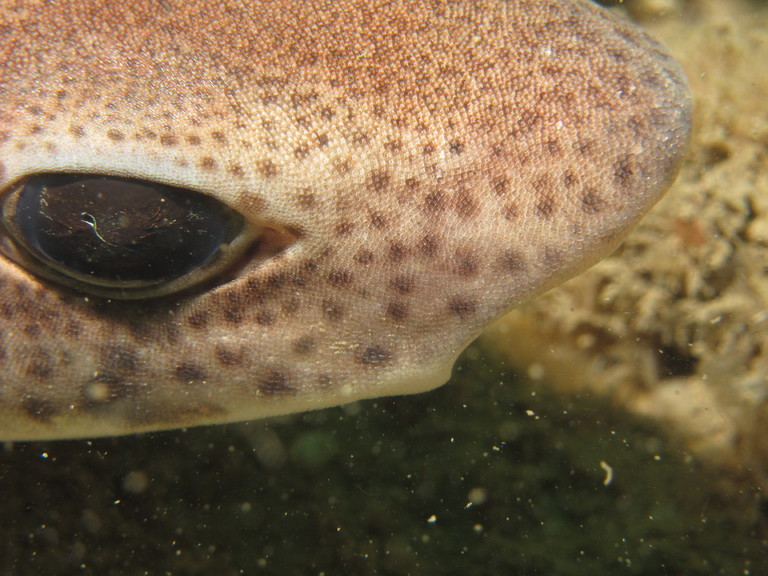 Close up of a lesser spotted dogfish face, Lulworth
