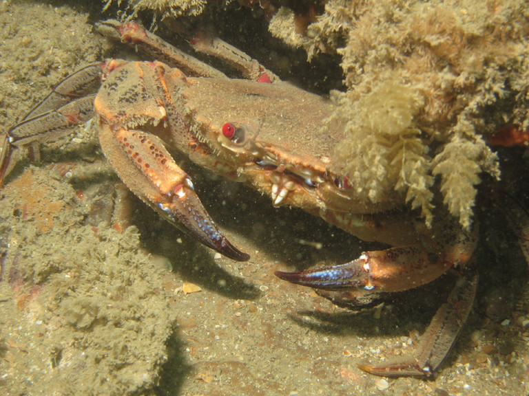 Velvet swimming crab, Lulworth
