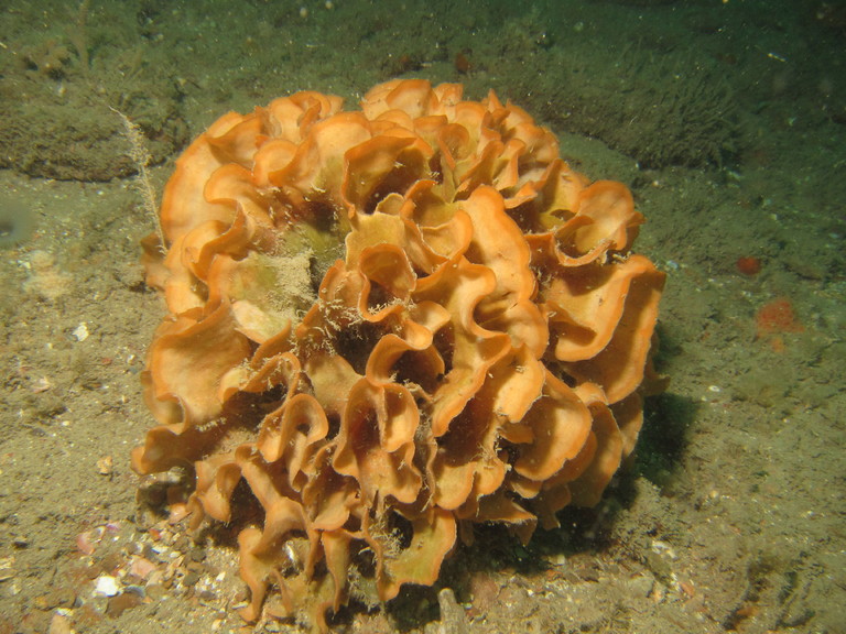 Rose coral (hard coral), Lulworth
