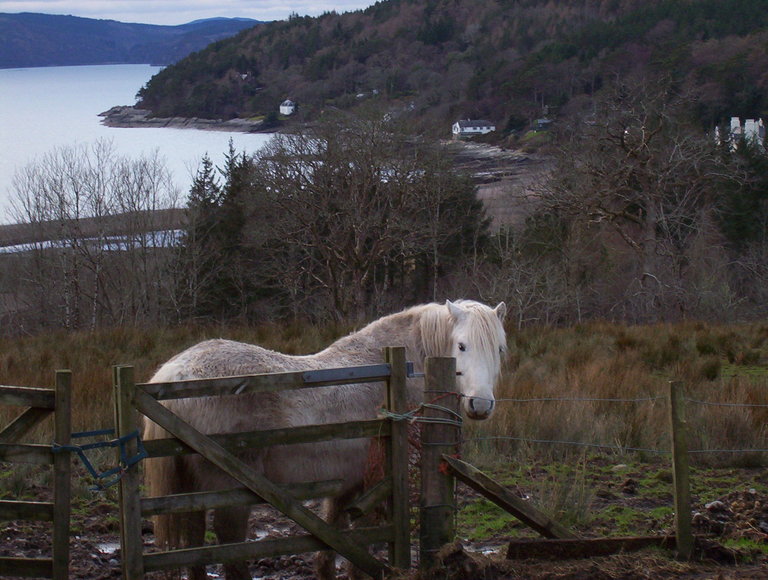 We passed some more ponies in a field/barn half way up the hill
