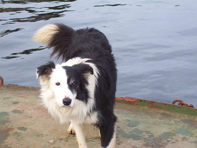 A playful border collie hoping to play with anyone
