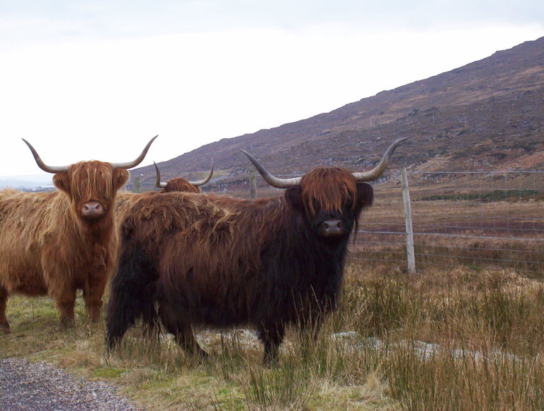 Highland cattle walking along the A896 moved to the verge to let us through. Their stares made us feel as if we had disturbed their right of way 
