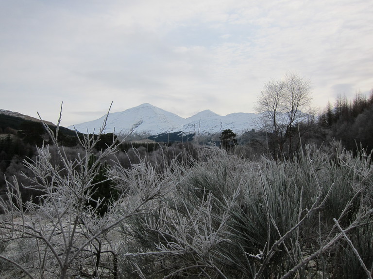 Glen Orchy, hoar frost on trees and shrubs
