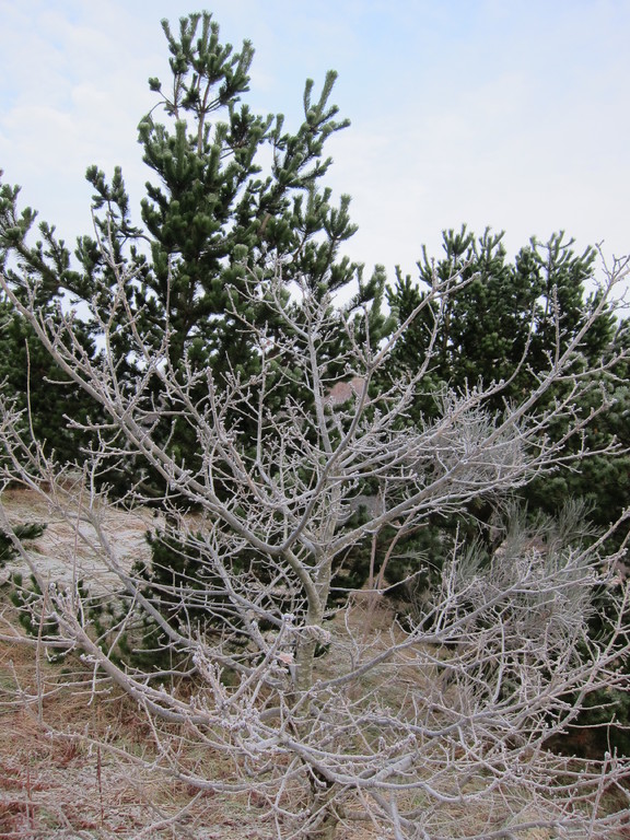 Glen Orchy, hoar frost on a tree sapling
