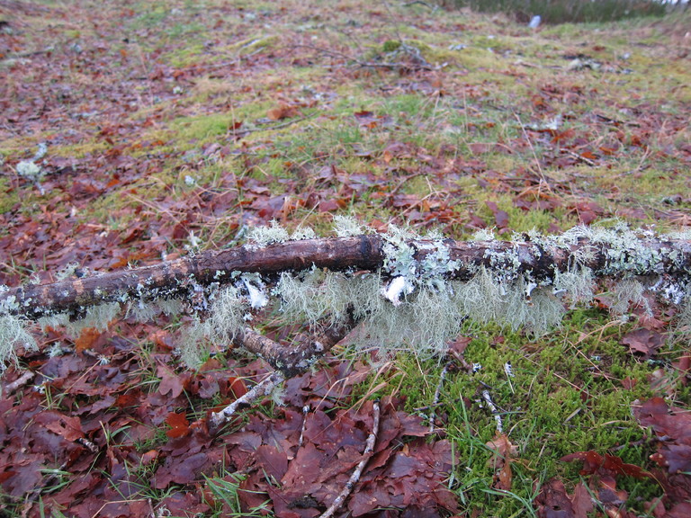 Loch Garry, a lichen covered branch on the ground
