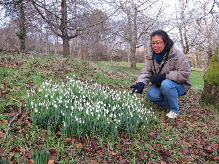 The woods around our cottage belong to the Balmacara Estate, which is owned by the National Trust for Scotland (NTS), and until 2 years previously had been run as a garden, hence these snowdrops.
