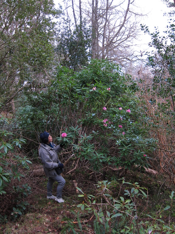 A very early flowering rhododendron on the Balmacara Estate Woodland walk
