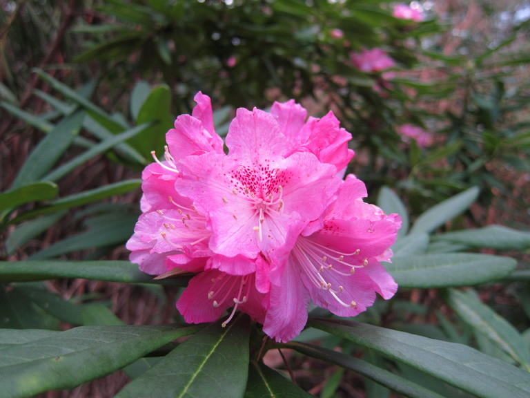 A very early flowering rhododendron on the Balmacara Estate Woodland walk
