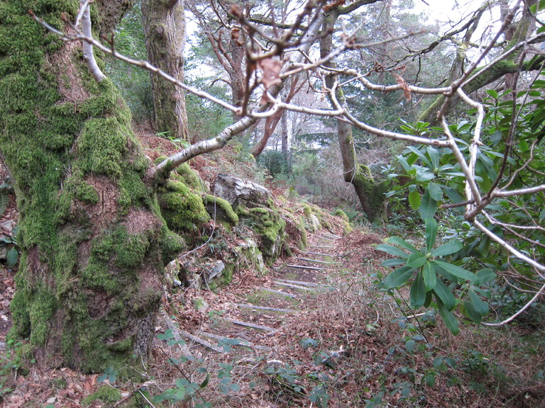 Woodland walk on the Balmacara Estate owned by the NTS
