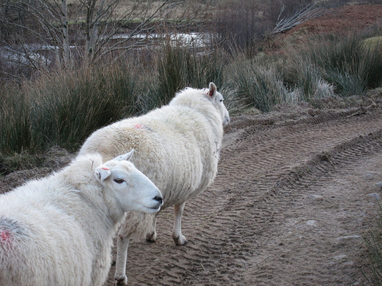 These very friendly sheep led the way along the track at Glen Elchaig
