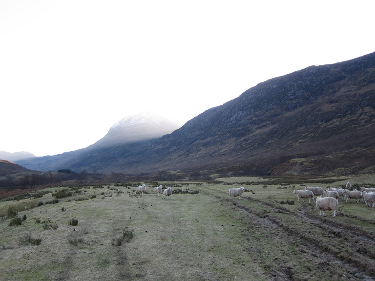 Glen Elchaig with the sheep and the mountains on a cold frosty morning 
