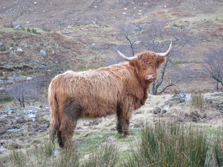 A Highland cow, Glen Elchaig
