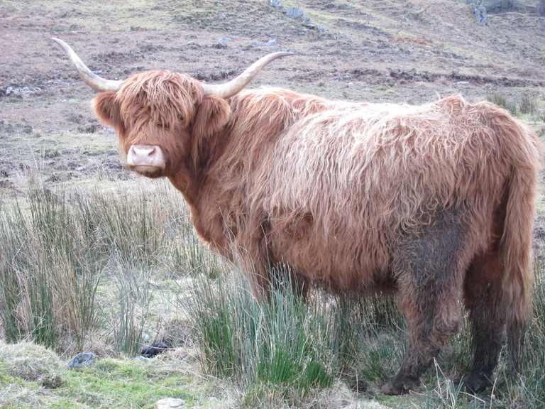 A Highland cow, Glen Elchaig - FrancEs absolutely adores them
