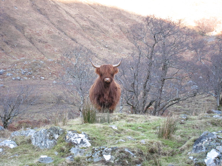 A Highland cow, Glen Elchaig
