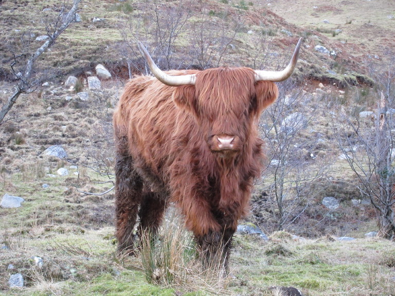 A Highland cow, Glen Elchaig
