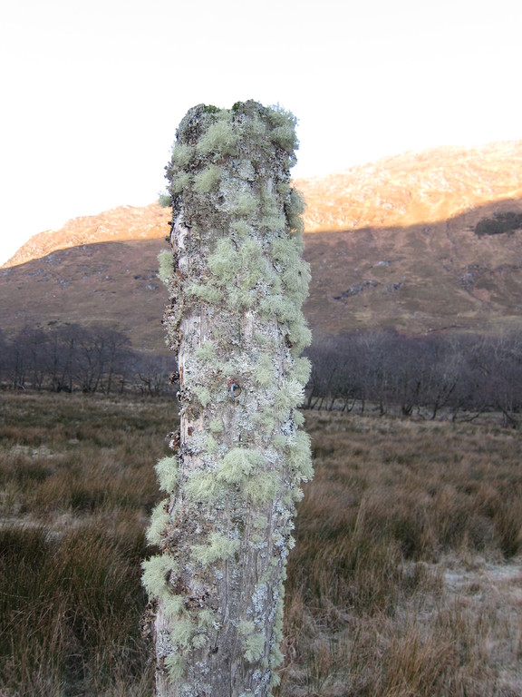 Moss and lichen covered post which is in shadow for most of the year.  
