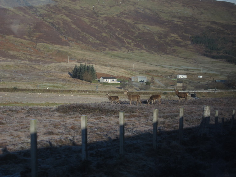 Wild deer grazing on the frozen pasture near Achnasheen
