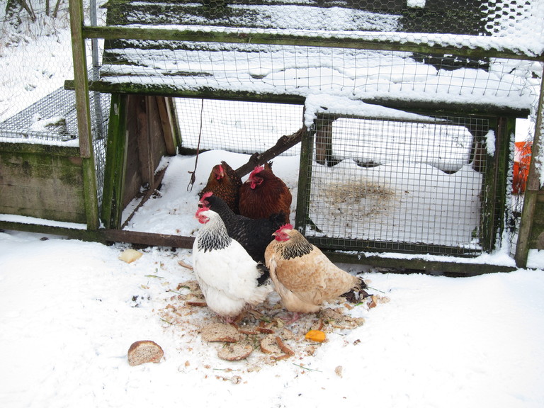 It's a six acre plot as Jacqui is a keen horsewoman but she also keeps chickens as well
