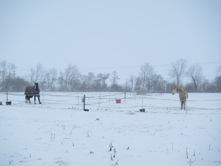 Dylan is Jacqui's horse and is pictured on the left. She provides livery for the other horse.
