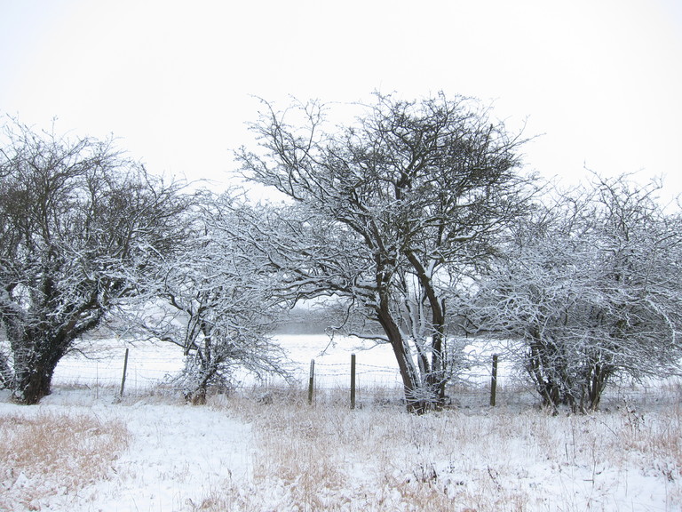 Snow covered trees made for an atmosheric shot in the grounds of White House
