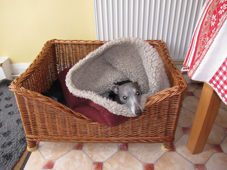 The younger whippet likes to lie in a pitta bed in the farmhouse style kitchen.
